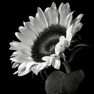 Meet your Posher, Damian